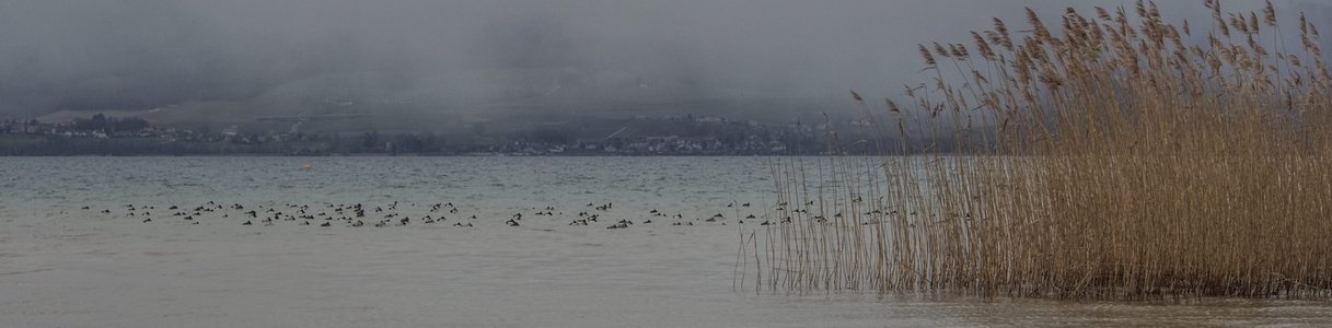 La Grande Cariçaie ... oui mais en canoë !