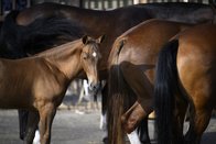 Chevaux: Eleveurs de Franches-Montagnes de la Haute-Broye en fête à Nuvilly